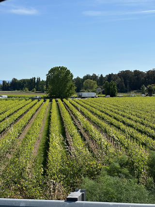 bright green rows of young grapevines