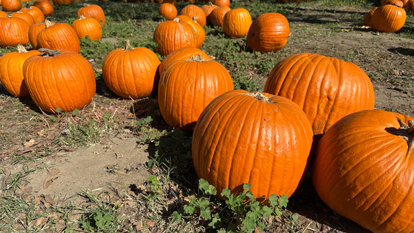Joan's Farm and Pumpkin Patch - 2026